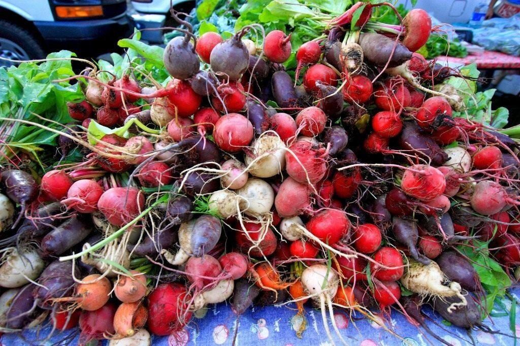 Секреты успешного огорода: выбираем лучшие сорта свеклы для вашего участка