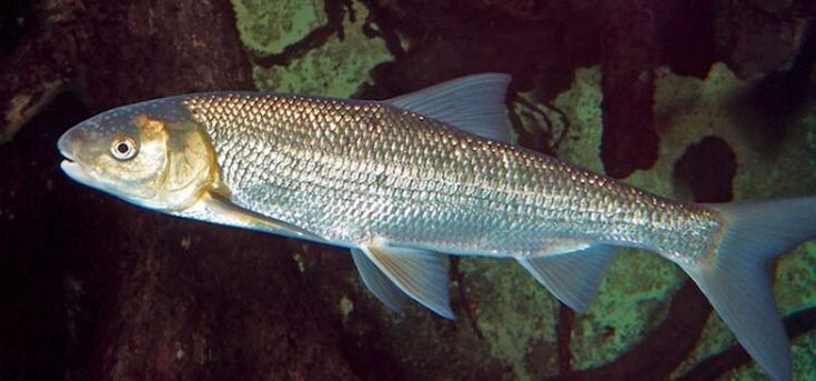 вырезуб: редкая рыба на грани исчезновения