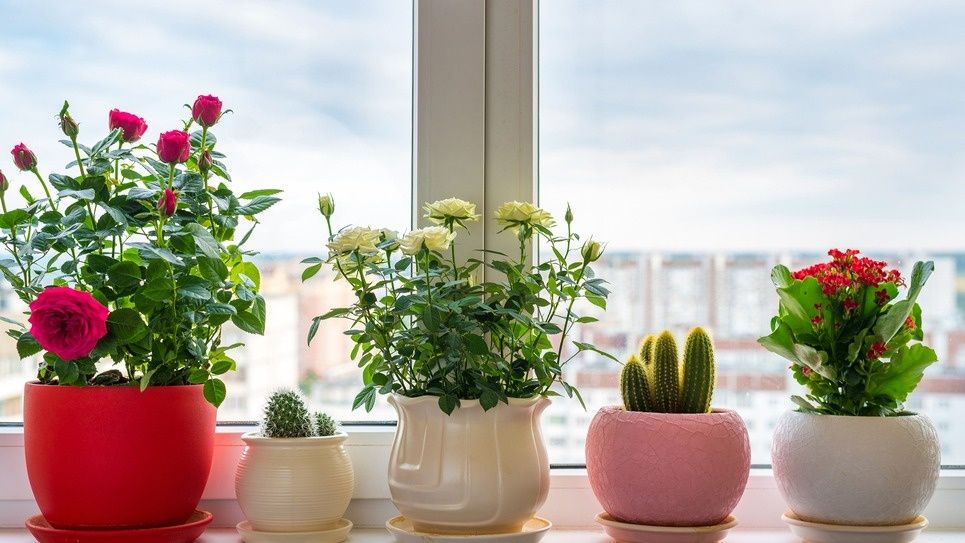 Как сохранить комнатные розы с первых суток: спокойный путь к устойчивому цветению