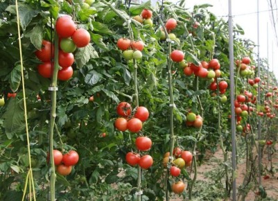 ������ ���� �������� �� ����� ��������: ������� ������� � �������