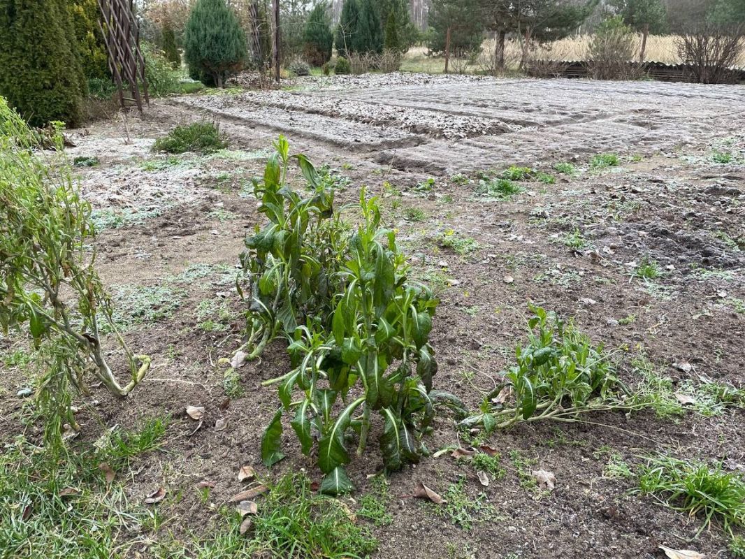 Зелёная удача на зимней грядке: как салатная горчица радует своей стойкостью