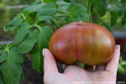 ��������� ���� � �������: ������ ���� "������ ����" �� �������� ��������