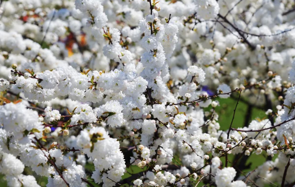 7 белоснежных кустарников для магии вашего сада