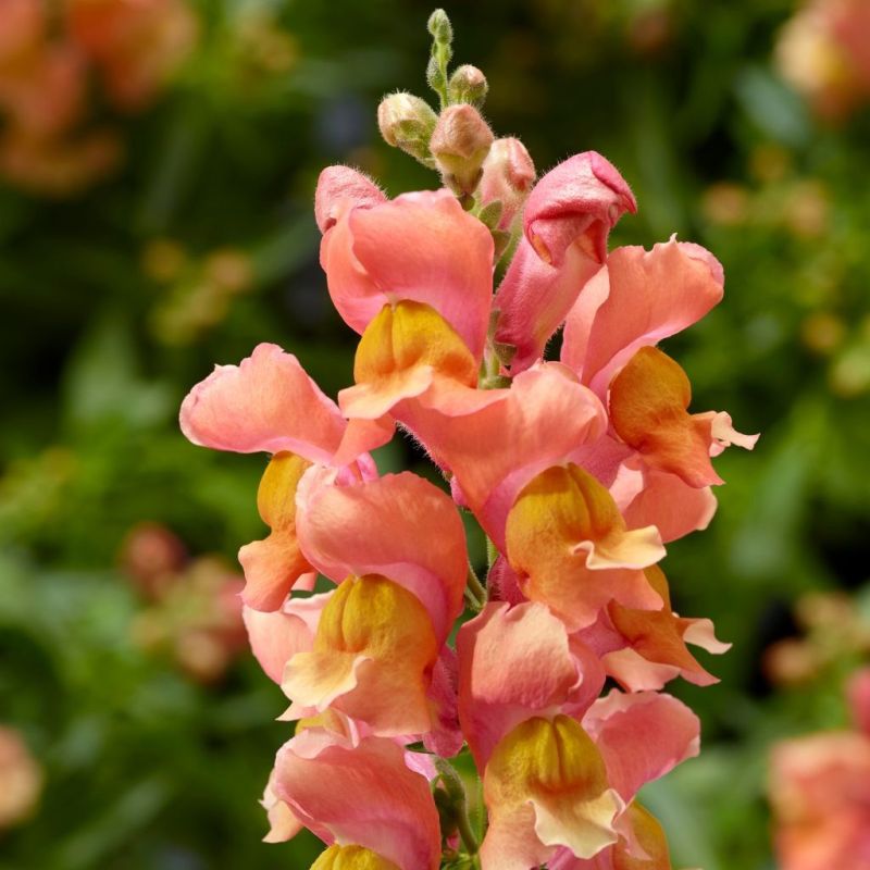 Львиный зев: ваш новый дизайнер любимец в саду и доме