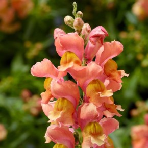 ������� ���: ��� ����� �������� ������� � ���� � ����