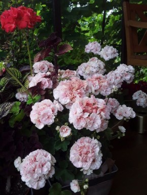 ������ ������ ��������: ��� ������� � ��������� ��� ��������� ��������