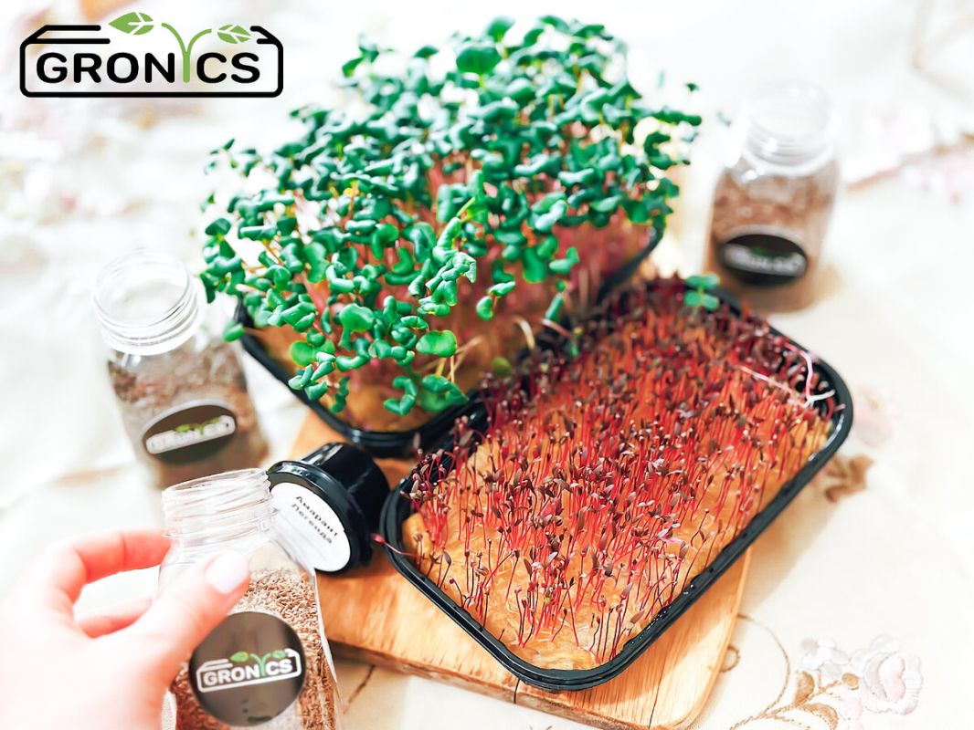 Микрозелень: как вырастить и сохранить максимально полезные свойства