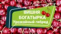 Вишня Богатырка: идеальный выбор для садоводов