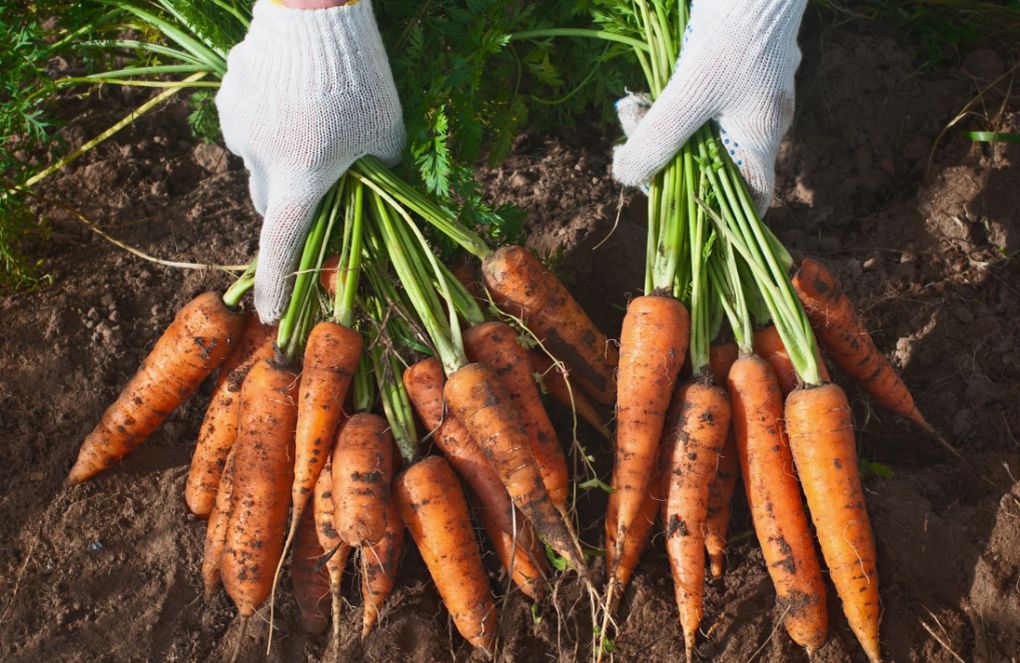 ��� ���������� ������� ��������� � ���������: ��� ������� ��������� � ����