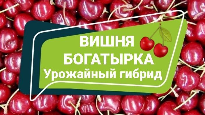 Вишня Богатырка: идеальный выбор для садоводов