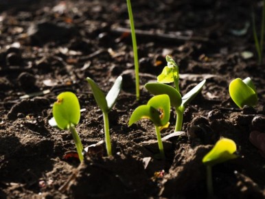 Плесень на рассаде: опасности и методы борьбы