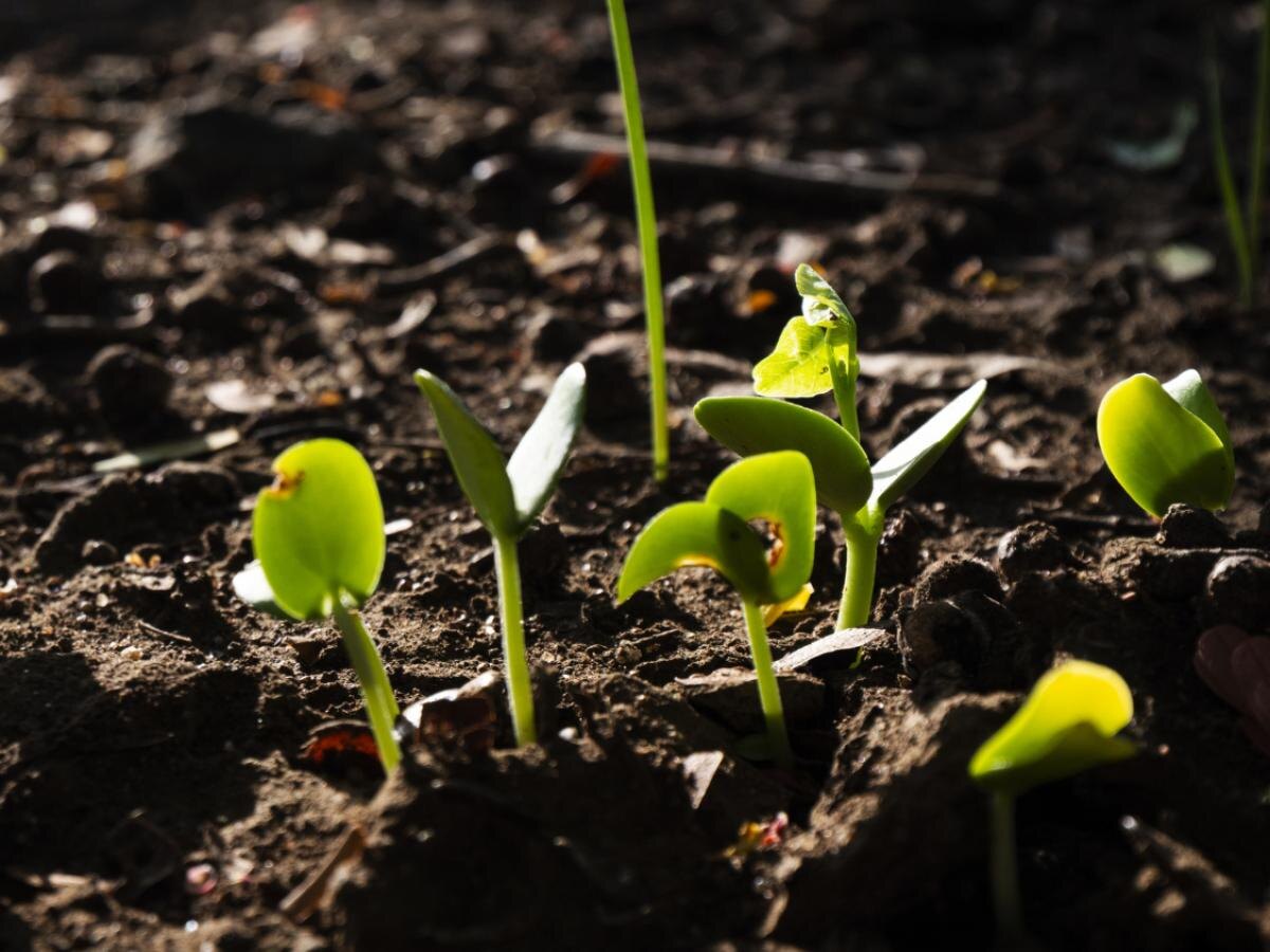 Плесень на рассаде: опасности и методы борьбы