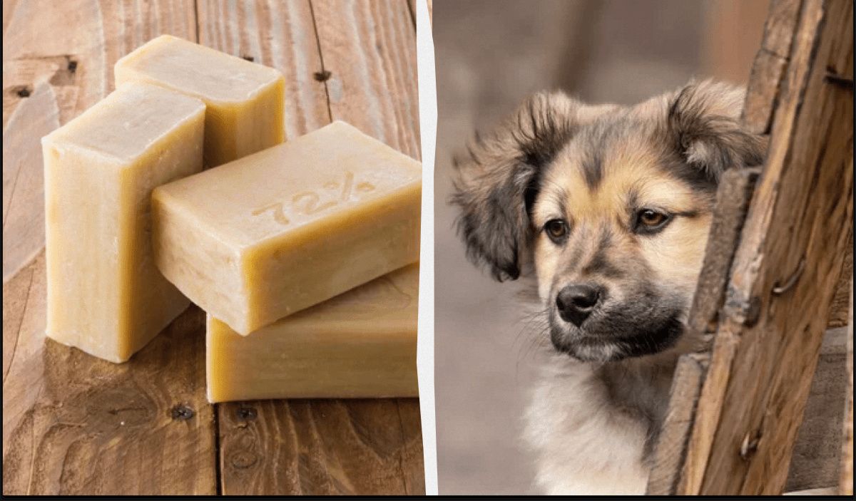 Легенда о хозяйственном мыле: мифы и реальность