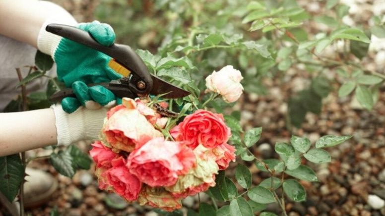 ����������� ������� ������� ���: ������� ��� ������� ��������