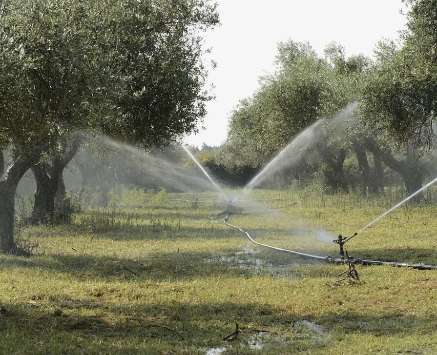 Как спасти урожай в жару: секреты полива плодовых деревьев