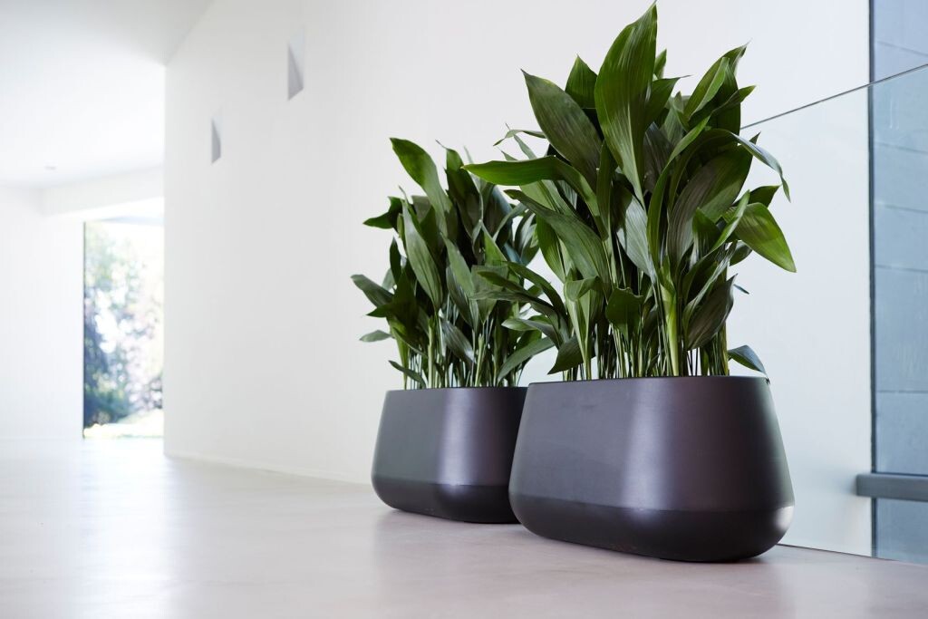 Непревзойденные зеленые спутники: выбираем комнатные растения, не требующие много внимания