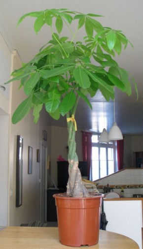 ��� ������ ����������� �������� ��� � �������� ���������