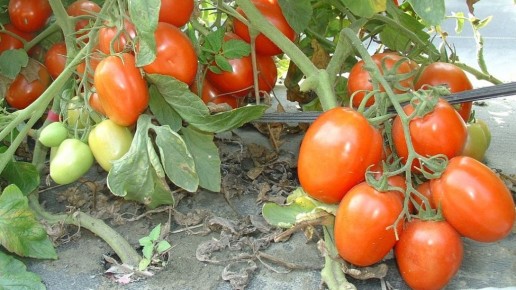 ���������� ����������� ��������: ������� ��������� ������ ��� ��������