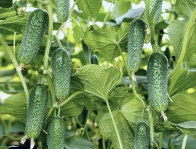 ��� ��������� ������ � �������� ������: ��������� ����������� ��� ��������� ������