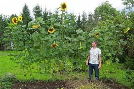 �������������-�������: ���������� �������������� � ������ �����