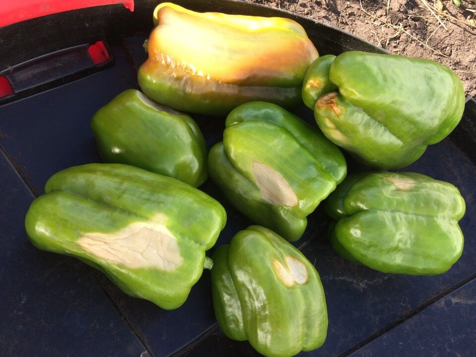 Как отличить солнечные ожоги от вершинной гнили на перцах