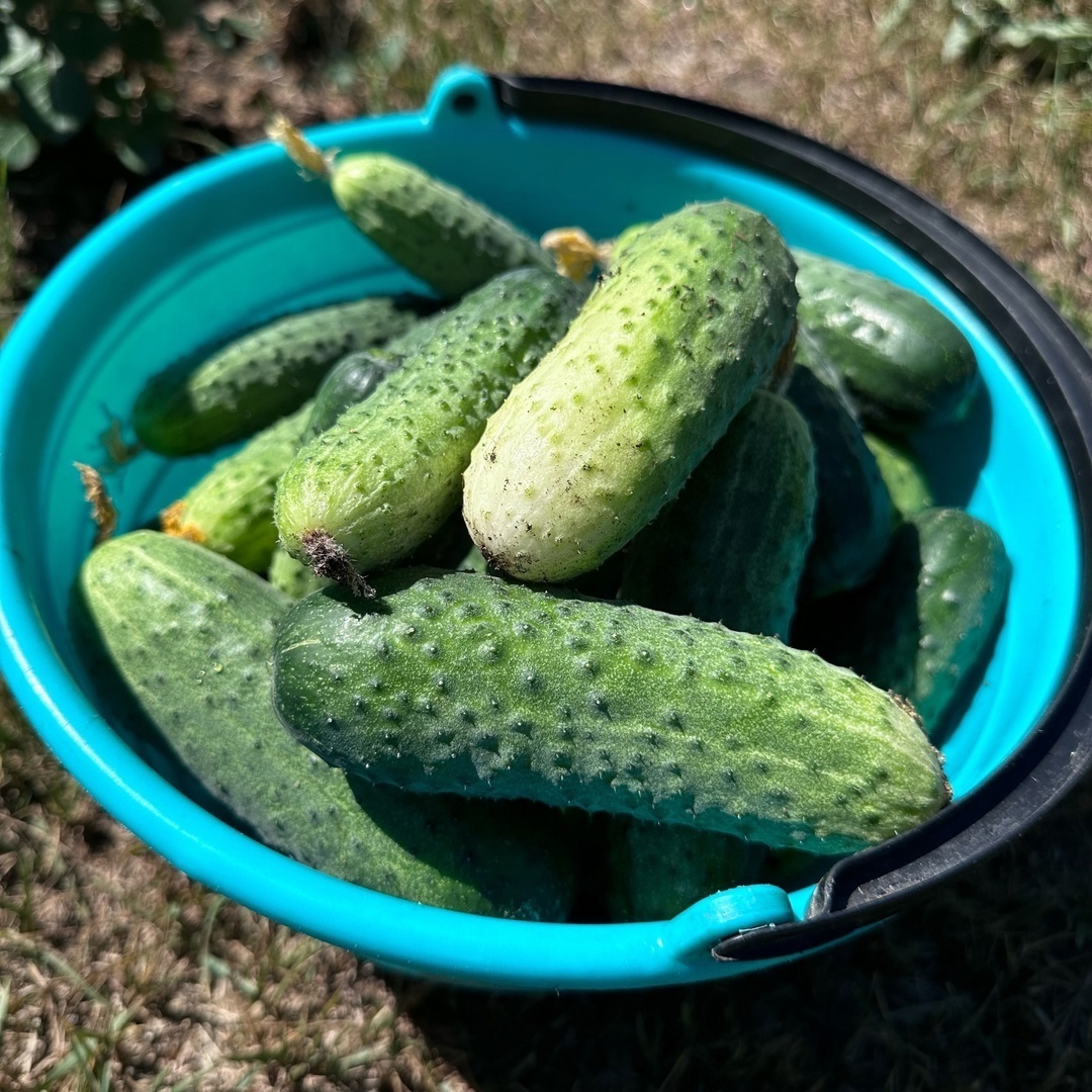 Как сохранить вкус лета: идеальный рецепт холодной засолки огурцов