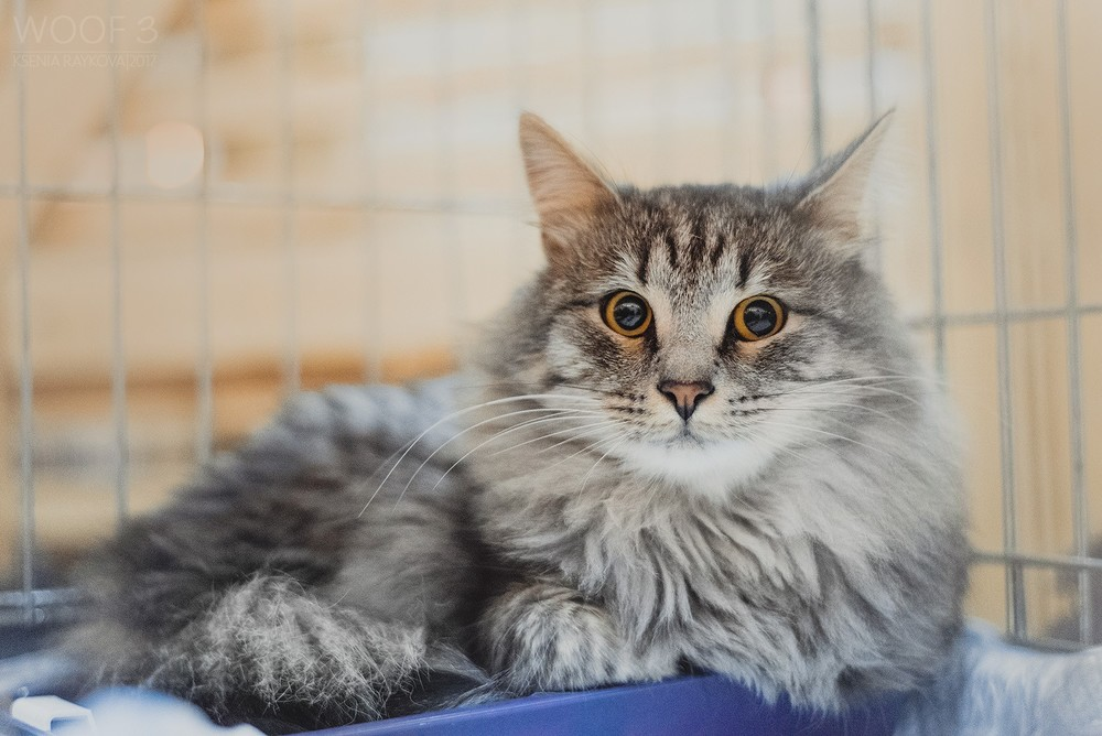 Фестиваль «Коты и тыквы»: семейный праздник для любителей животных