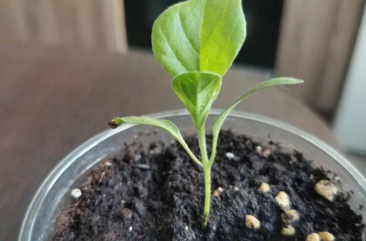 Как вырастить здоровую рассаду баклажанов с толстыми стеблями