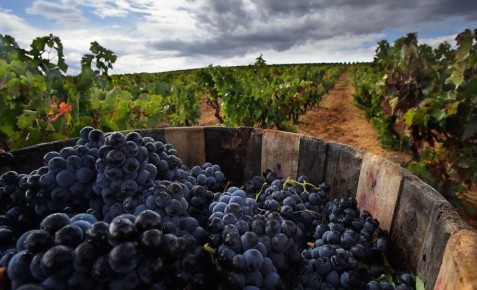 Как правильно собирать урожай винограда: важные советы