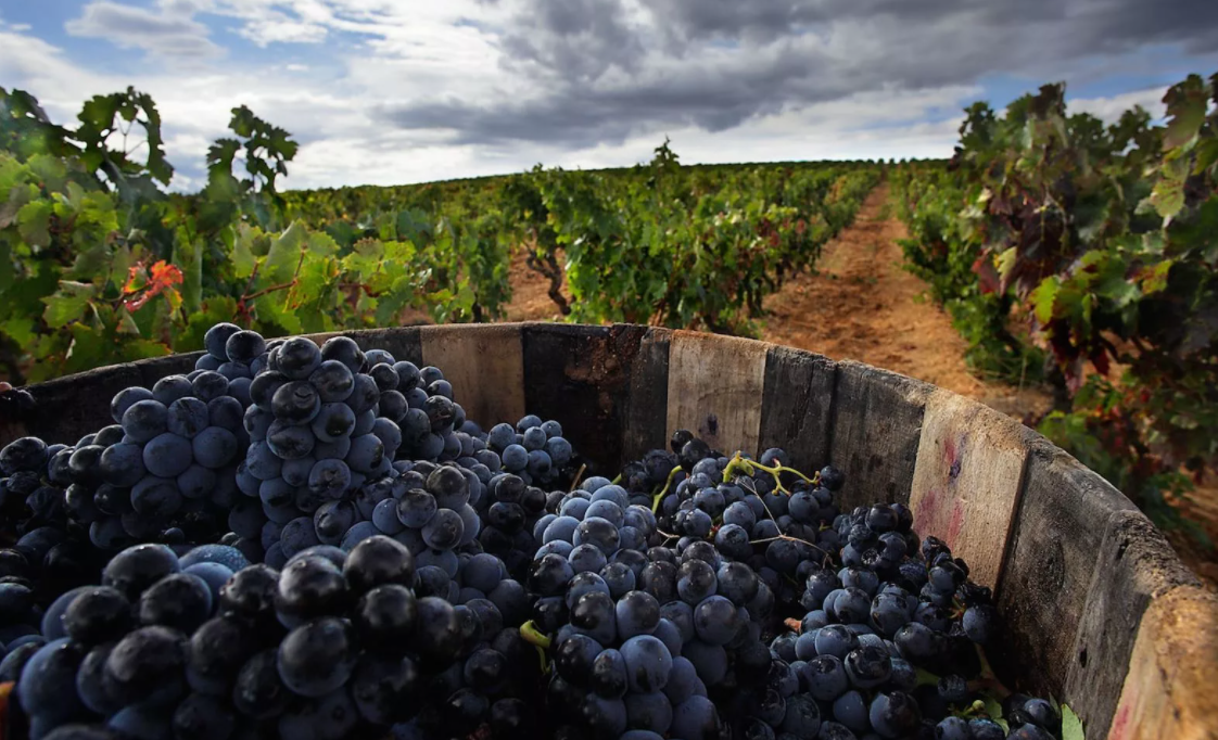 Как правильно собирать урожай винограда: важные советы