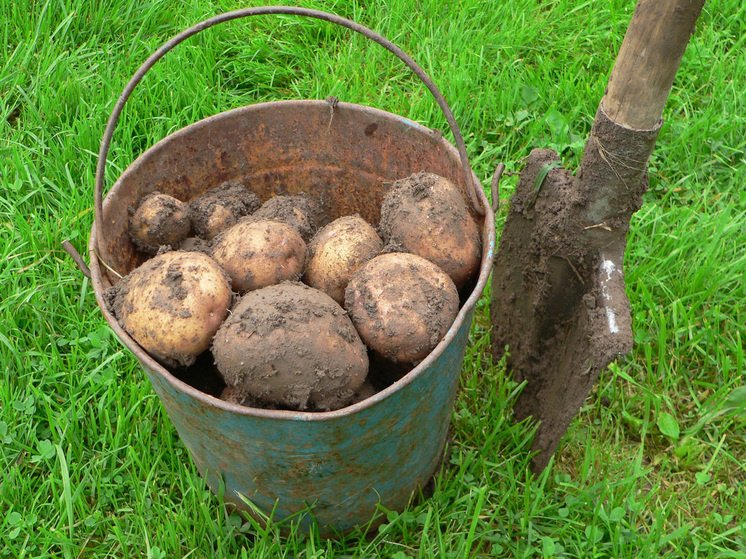 Картофель продолжает дешеветь: эксперты о причинах новой дефляции