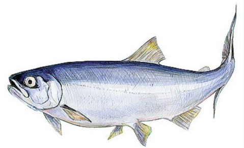 ��� �����: ����� ���� ���� �������� �� ������� ������