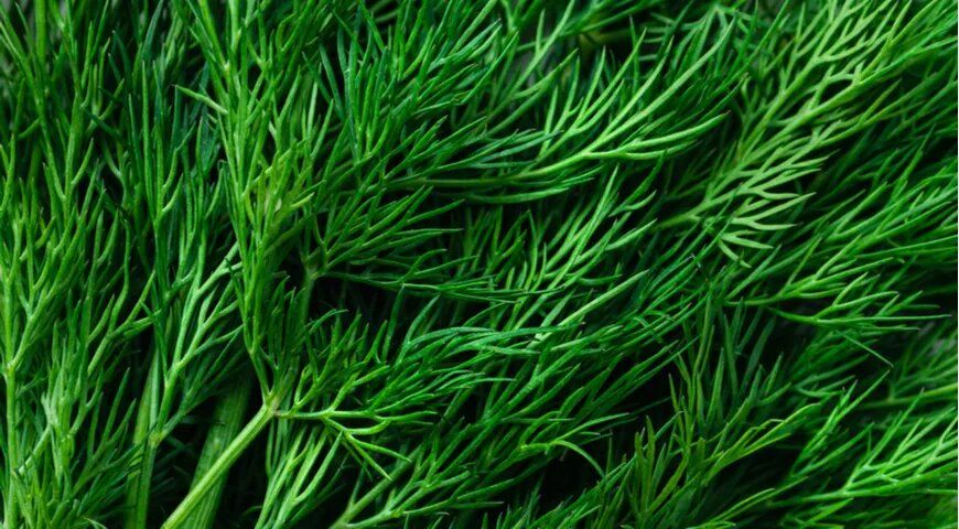 ��������� �����: ��� ������������ � �������� � ���������