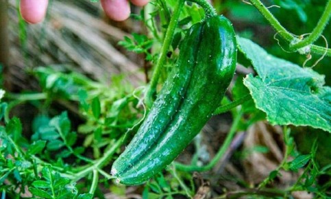 Почему огурцы горчат и остаются маленькими: советы опытного агронома