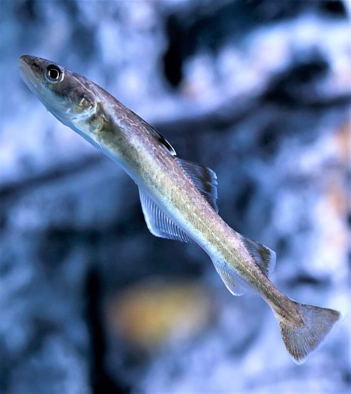 Навага: зимний герой Дальнего Востока в Приморском океанариуме