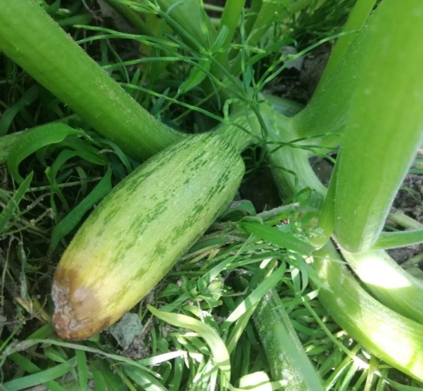 ��� ���������� �������� ������ �������� � ��������� ������