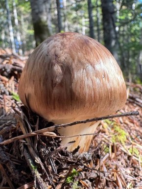 ��������: ������������ ���� � ���������-�������� ��������