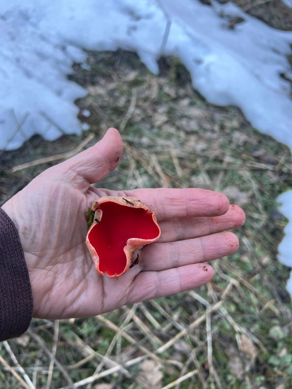 �������� �� ��������� ����: ����� ����� ������ �����?