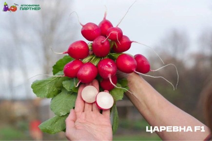 Как вырастить вкусный редис к Новому Году