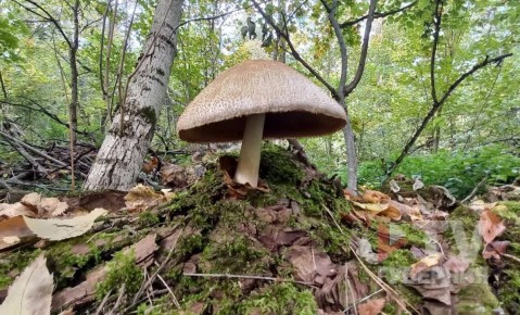 В лесу Воронежа обнаружили редкий гриб из Красной книги