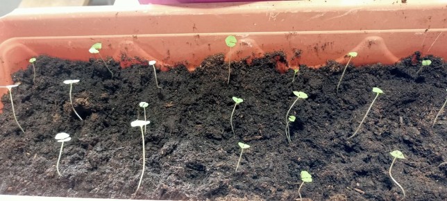 Успехи в рассаде чиа и неожиданные проблемы с монетизацией