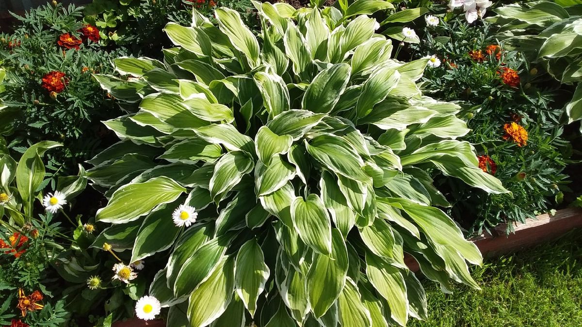 ��� ���������� �� ������: ������� ��������, ������� ��������� ����� � ����