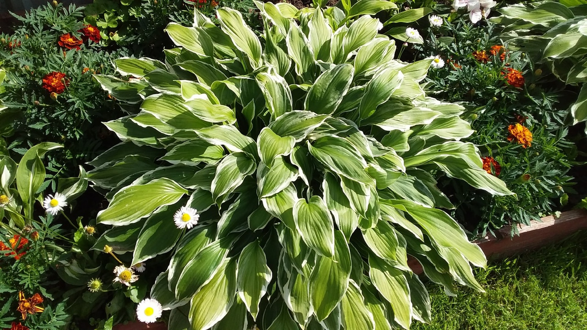 Как сэкономить на цветах: секреты хозяюшки, которая разогнала скуку в саду