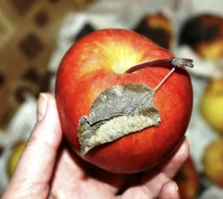 Яблоки для долголетия: как они помогают нам оставаться молодыми