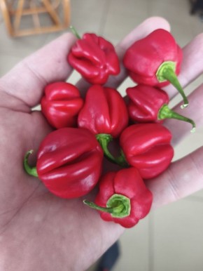 Находка для гурманов: новый чили-соус с хабанеро и брусникой