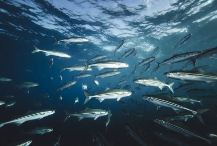 ФАС России анализирует рынок рыбы и разрабатывает меры воздействия