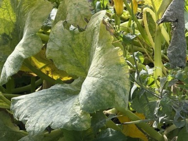 ��� �������� ���� ������� �� ��������� ����: �������� ������ ��� �����