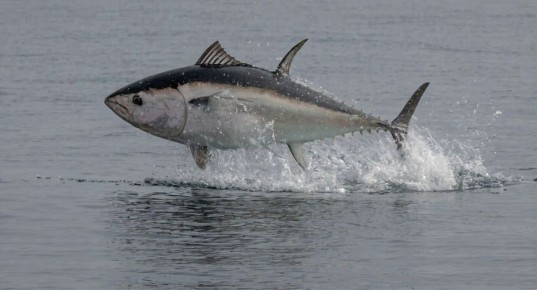 �� ������� �������� ����������� �����: ��� ����� 300 ��!