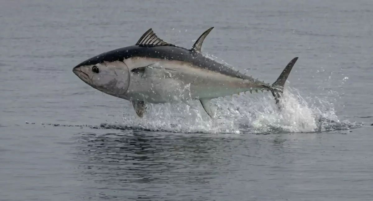 На Курилах выловили гигантского тунца: вес почти 300 кг!