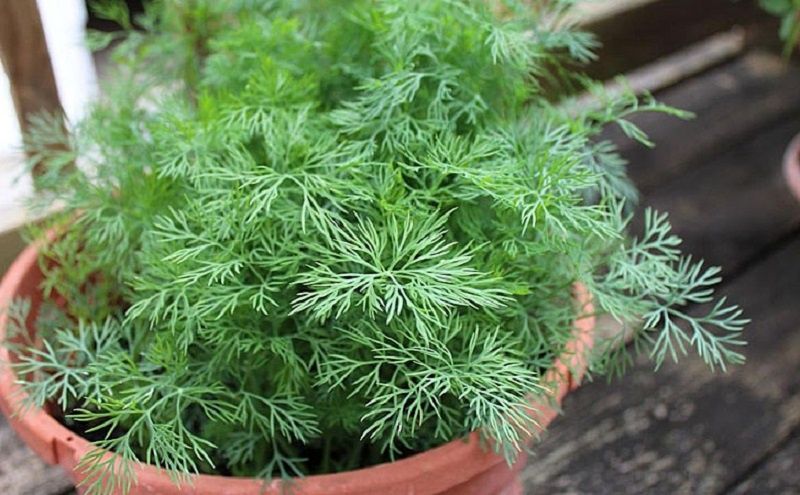 ��� ��������� ����� �� �����������: ������� ������ ������ ����� �� ��� ������